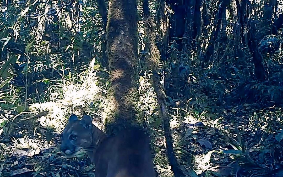 CAR declara “Corredor de los Felinos del Río Negro” Nace el refugio para felinos más grande del centro de Colombia