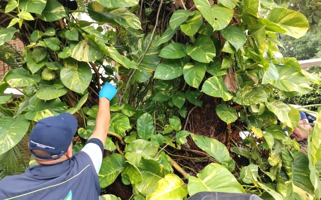 Temporada de lluvias aumentó presencia de caracol gigante africano en zonas cálidas del territorio CAR