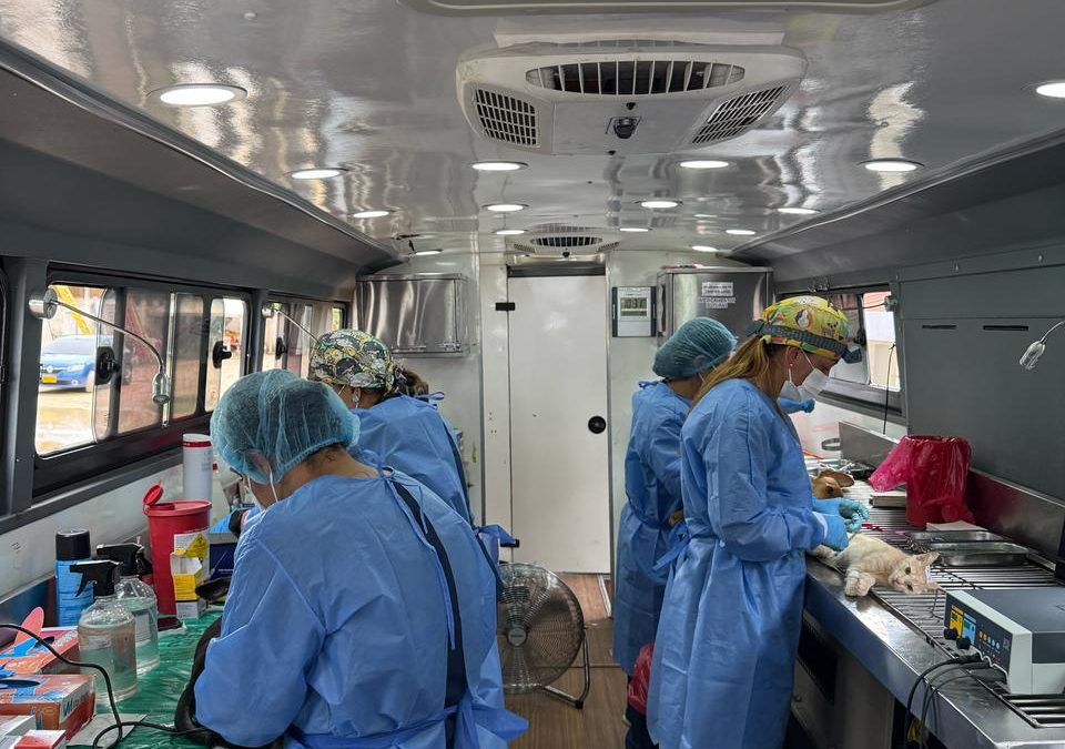 165 animales fueron esterilizados en Nemocón y Ricaurte durante la primera gira departamental de bienestar animal