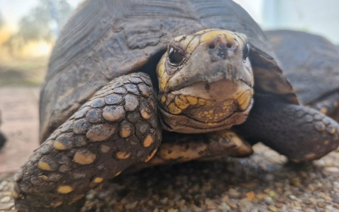 CAR pone freno a la exhibición ilegal de fauna silvestre en circuitos turísticos de Gualivá