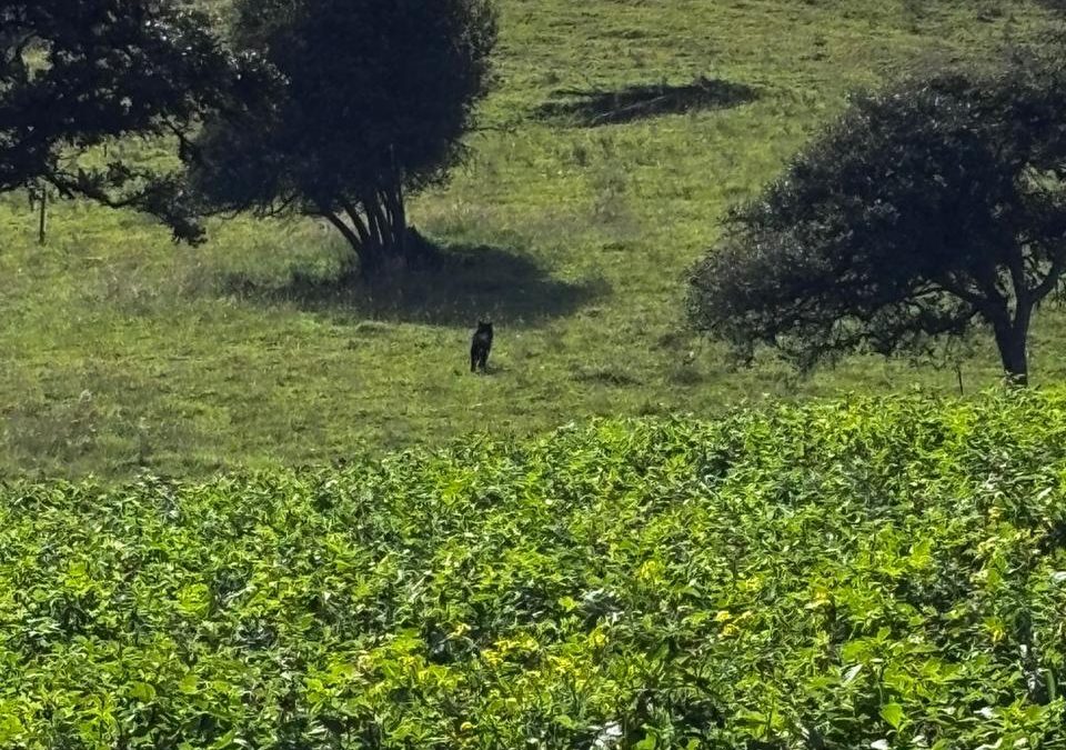 Oso andino juvenil aparece cerca del casco urbano de La Calera: Autoridades activan monitoreo y piden no intervenir