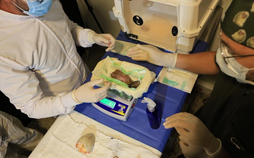 Colombia celebra: nace nuevo cóndor andino en medio del riesgo de extinción