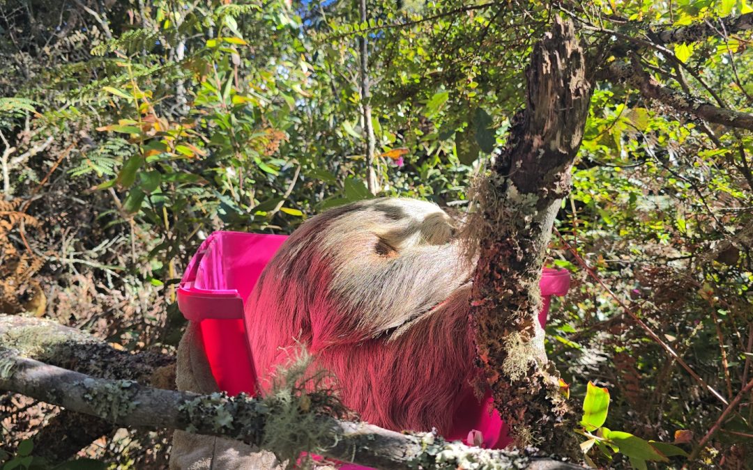Libres en su hábitat: la CAR rescata y devuelve a la naturaleza cuatro perezosos en Boyacá y Cundinamarca